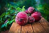 Detroit Dark Red Beet Seeds Photo, bestseller 2024-2023 new, best price $3.99 review