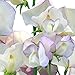 Photo Annual Paris Sweet Pea Seeds, Flower Seeds, + 1 Free Plant Marker (40) new bestseller 2024-2023