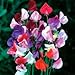 Photo Beautiful Royal Sweet Pea Flower, 25 Heirloom Flower Seeds Per Packet, Non GMO Seeds new bestseller 2024-2023