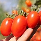 Roma Tomato Seeds (50 Seeds) Photo, bestseller 2024-2023 new, best price $1.99 ($0.04 / Count) review