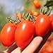 Photo Roma Tomato Seeds (50 Seeds) new bestseller 2024-2023