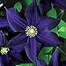 Photo 50 Dark Purple Clematis Seeds Bloom Climbing Perennial Flowers Seed Flower Vine Climbing Perennial new bestseller 2024-2023