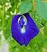 Photo Butterfly Pea Vine Seeds: Rich Royal Blue, Clitoria ternatea, Bunga telang, Edible/Tea and Decorative, Butterfly Garden/Host Plant (20+ Seeds) from USA! new bestseller 2024-2023