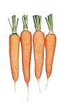 Burpee Touchon Carrot Seeds 3500 seeds Photo, bestseller 2024-2023 new, best price $6.57 review