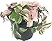 Photo Tradescantia Tricolor 'Pink Princess' (Wandering Dude, Spiderwort, Inch Plant) Live Indoor Houseplant, 4 Inch Nursery Pot (Diameter) new bestseller 2024-2023