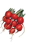 Burpee Cherry Belle Radish Seeds 2000 seeds Photo, bestseller 2024-2023 new, best price $9.96 review