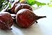 Photo Beet Seeds- Detroit Dark Red- 100+ Seeds new bestseller 2024-2023