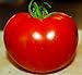 Photo Celebrity Tomato 45 Seeds -Disease Resistant! new bestseller 2024-2023