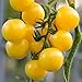 Photo Currant Yellow Cherry Tomato Seeds for Planting - 250 mg Packet ~60 Seeds - Solanum lycopersicum - Farm & Garden Vegetable Seeds - Cherry Tomato Seed -Non-GMO, Heirloom, Open Pollinated, Annual new bestseller 2024-2023