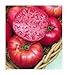 Photo 75+ Mortgage Lifter Tomato Seeds- Heirloom Variety- by Ohio Heirloom Seeds new bestseller 2024-2023