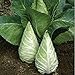 Photo Caraflex Cabbage Seeds (20+ Seeds) | Non GMO | Vegetable Fruit Herb Flower Seeds for Planting | Home Garden Greenhouse Pack new bestseller 2024-2023