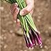 Photo David's Garden Seeds Bunching Onion Deep Purple 1565 (White) 200 Non-GMO, Open Pollinated Seeds new bestseller 2024-2023