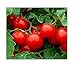 Photo 250 Cherry Tomato Seeds Large | Non-GMO | Fresh Garden Seeds new bestseller 2024-2023