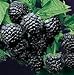 Photo Super Flavor Sweet Berries, Jewel Black Raspberry Potted Plant new bestseller 2024-2023