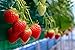 Photo Everbearing Garden Strawberry Seeds - 200+ Seeds - Grow Red Strawberry Vines - Made in USA, Ships from Iowa. new bestseller 2024-2023