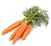 Photo 500 Scarlet Nantes Carrot Seeds for Planting - Heirloom Non-GMO USA Grown Vegetable Seeds for Planting by RDR Seeds new bestseller 2024-2023