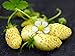 Photo NIKA SEEDS - Fruit Alpine Strawberry Yellow - 100 Seeds new bestseller 2024-2023