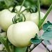 Photo Tomate ''White Beauty'' 25 x Graines 100% Naturelles sans Propagateurs Chimiques ni Génie Génétique - du Portugal nouveau best-seller 2025-2024