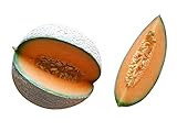 Melone Cantaloupe 10 Samen (Selten) Sehr Süß Foto, Bestseller 2025-2024 neu, bester Preis 1,98 € Rezension