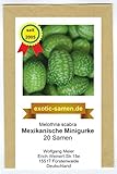 Mexikanische Minigurke - Melothria scabra - sehr ertragreich - 20 Samen Foto, Bestseller 2024-2023 neu, bester Preis 2,65 € Rezension