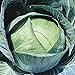 Photo Stonehead Cabbage Seeds (20+ Seeds) | Non GMO | Vegetable Fruit Herb Flower Seeds for Planting | Home Garden Greenhouse Pack new bestseller 2024-2023