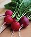 Photo Burpee Cherry Belle Radish Seeds 1000 seeds new bestseller 2024-2023