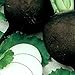 Photo Organic Black Spanish Round Radish Seeds 5 g ~470 Seeds - Non-GMO, Open Pollinated, Heirloom, Vegetable Gardening Seeds new bestseller 2024-2023