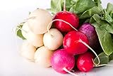 Easter Egg Radish Seeds Photo, bestseller 2024-2023 new, best price $4.49 review