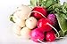 Photo Easter Egg Radish Seeds new bestseller 2024-2023