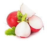 Cherry Belle Radish Seeds Photo, bestseller 2024-2023 new, best price $5.89 review