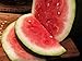 Photo Bradford Watermelon Seed Packet Super Sweet Southern Heirloom new bestseller 2024-2023