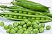 Photo 25 Cascadia Pea Seeds | Non-GMO | Heirloom | Fresh Garden Seeds new bestseller 2024-2023