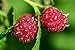 Photo Raspberry Bare Root - 2 Plants - Polana Raspberry Plant Produces Large, Firm Berries with Good Flavor - Wrapped in Coco Coir - GreenEase by ENROOT new bestseller 2024-2023