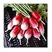 Photo David's Garden Seeds Radish French Breakfast 1331 (Red) 200 Non-GMO, Heirloom Seeds new bestseller 2024-2023