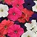 Photo Outsidepride Petunia Hybrida Flower Seed Mix - 5000 Seeds new bestseller 2024-2023