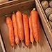 Photo David's Garden Seeds Carrot Bolero 1166 (Orange) 200 Non-GMO, Hybrid Seeds new bestseller 2024-2023