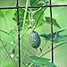 Photo 35 graines de Cucamelon/souris Melon - Melothria Scabra nouveau best-seller 2025-2024