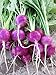 Photo Purple Plum Radish Seeds, 150 Heirloom Seeds Per Packet, Non GMO Seeds new bestseller 2024-2023