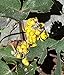 Photo 100pcs Seeds of Mahonia repens, Creeping Oregon Grape, Creeping Barberry new bestseller 2024-2023