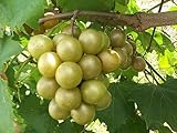 Vitis rotundifolia BRONZE Muscadine Traubenkernen! Foto, Bestseller 2024-2023 neu, bester Preis 18,89 € Rezension