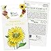 Photo Graines de tournesol variété Tâche Solaire/Sunspot (Helianthus annuus) pour la culture d'environ 30 plantes sauvages dans votre jardin, Graine tournesol de qualité supérieure par OwnGrown nouveau best-seller 2024-2023