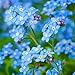 Photo Forget Me Not Flowers (Myosostis sylvatica) - Over 5,000 Premium Seeds - by 'createdbynature' new bestseller 2024-2023