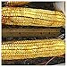 Photo Everwilde Farms - 1/4 Lb Reid's Yellow Dent Open Pollinated Corn Seeds - Gold Vault new bestseller 2024-2023