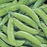 Park Seed Super Sugar Snap Pea Seeds Photo, bestseller 2024-2023 new, best price $6.50 review