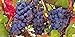 Photo Grape Vine Seeds(Vitis vinifera) Enjoy the sweet juicy taste of homegrown grapes new bestseller 2024-2023