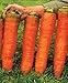 Photo CEMEHA SEEDS - Giant Red Carrot Sweet Non GMO Vegetable for Planting 1000 Seeds new bestseller 2024-2023