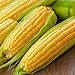 Photo Corn, Golden Bantam Yellow Corn, Heirloom, Non-GMO,50 Seeds, Delicious and Sweet Veggie new bestseller 2024-2023