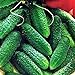 Photo CEMEHA SEEDS - Cucumber Parisian Gherkin Open-Pollinated Pickling Non GMO Vegetable for Planting new bestseller 2024-2023