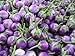 Photo Purple Thai Mini Round Aubergine 30 ++ Graines nouveau best-seller 2024-2023