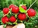 Photo Wild Strawberry Seeds - 1000+ Sweet Wild Strawberry Seeds for Planting - Fragaria Vesca Seeds - Heirloom Non-GMO Edible Berry Fruit Garden Seeds new bestseller 2024-2023